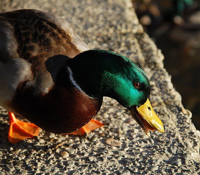 File:GLMallard.jpg