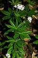 Sweet woodruff.