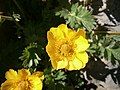 Geum reptans