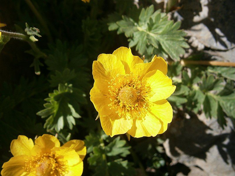 File:Geum reptans 003.jpg