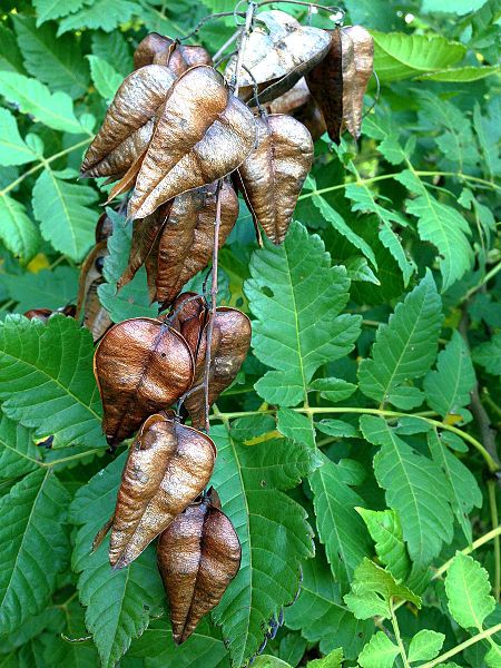 File:GoldenRain seedPod leaves.JPG