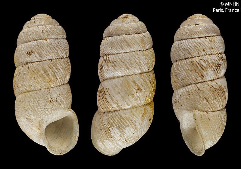 File:Gonospira funiculus (MNHN-IM-2000-30939).jpeg