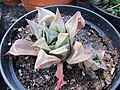 Haworthia