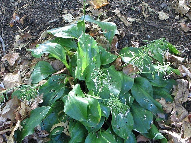 File:Hosta yingeri 2zz.jpg