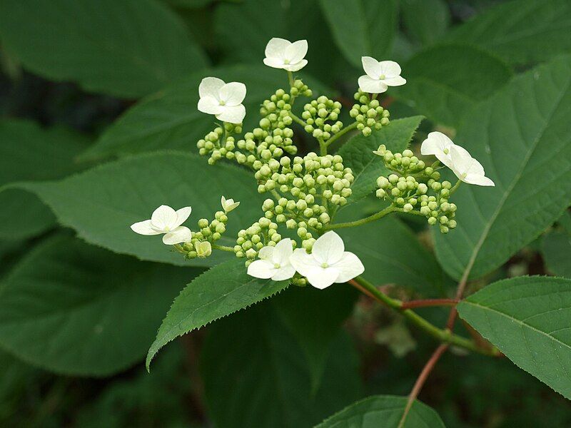 File:Hydrangea bretschneideri.jpg