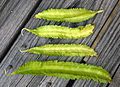 Winged bean pods