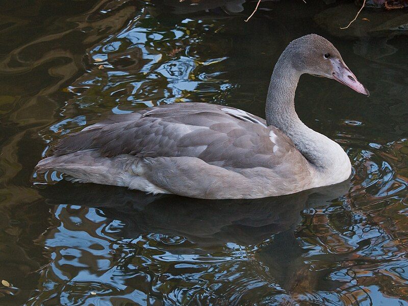 File:JuvenileTrumpeterSwan.jpg