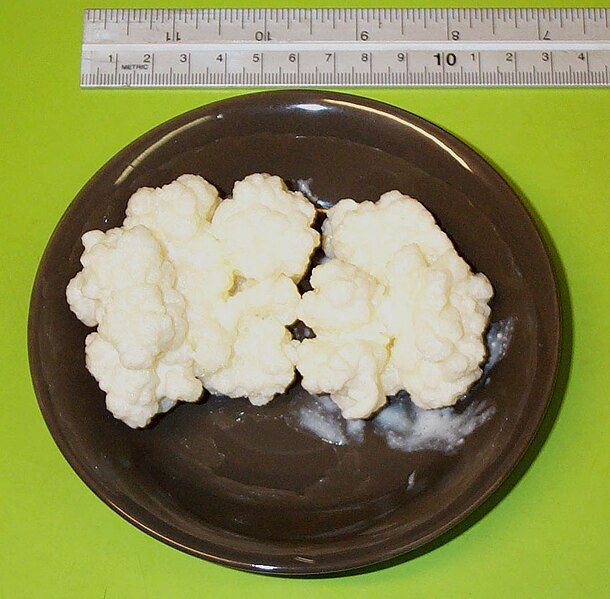 File:Kefir-grains-90grams.jpg