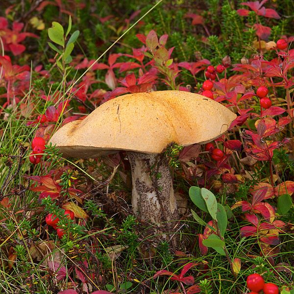 File:Leccinum versipelle LC0366.jpg