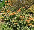 Leucospermum erubescens