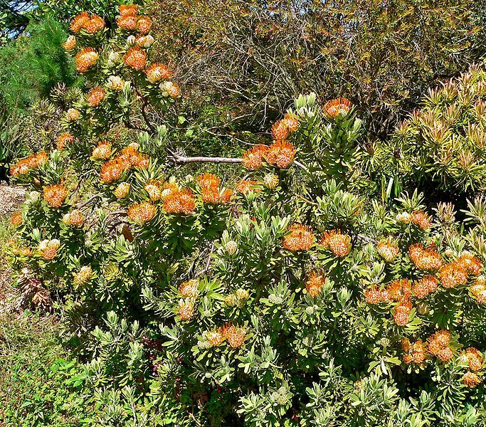 File:Leucospermum erubescens 1.jpg