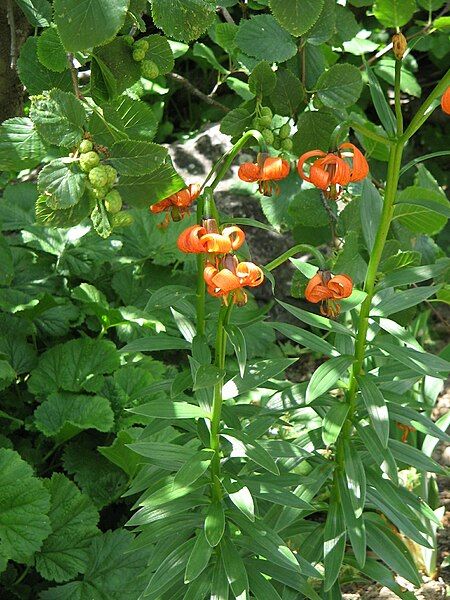 File:Lilium carniolicum001.jpg