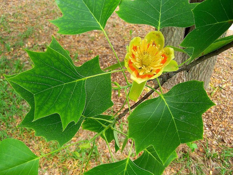 File:Liriodendron tulipifera.jpg