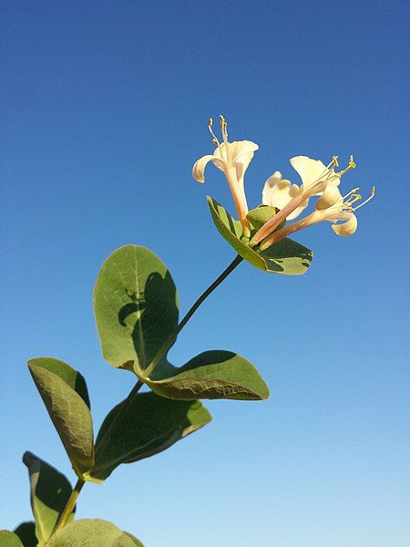 File:Lonicera caprifolium sl20.jpg