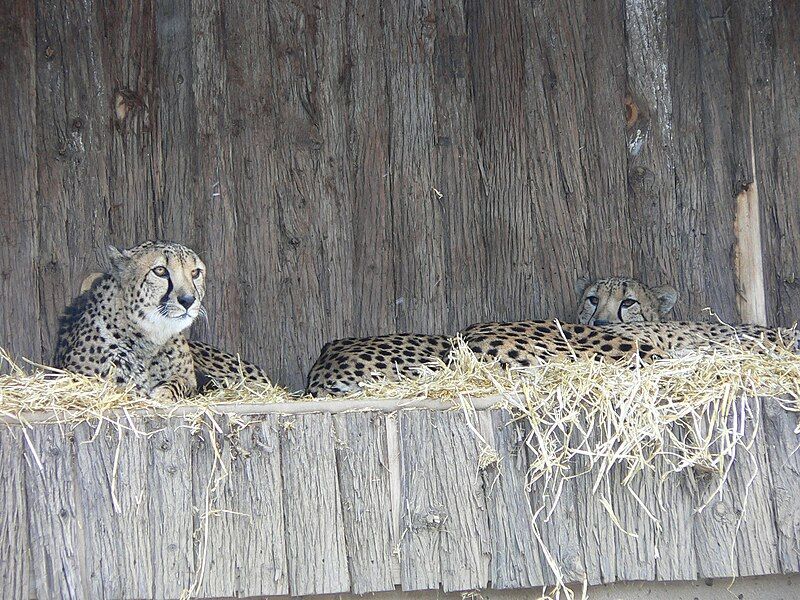 File:MP-Acinonyx jubatus6.jpg