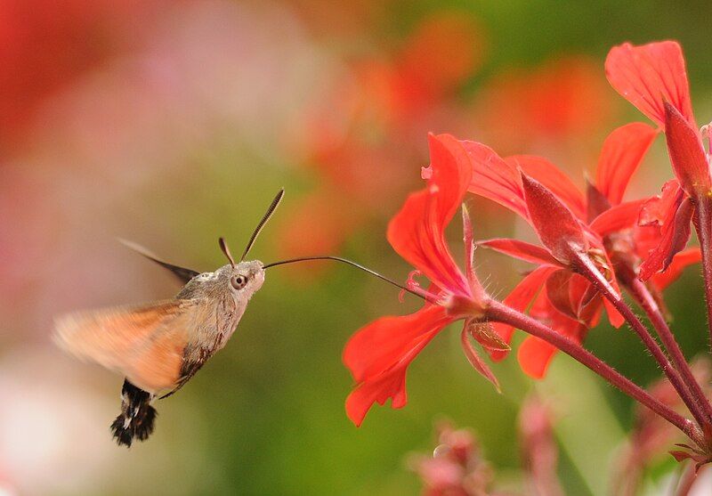 File:Macroglossum stellatarum (3).jpg