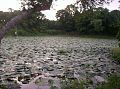 A pond of cultivated Euryale