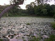 A pond of cultivated Euryale in northern India