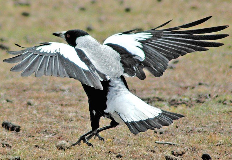 File:Maria Island Magpie.jpg