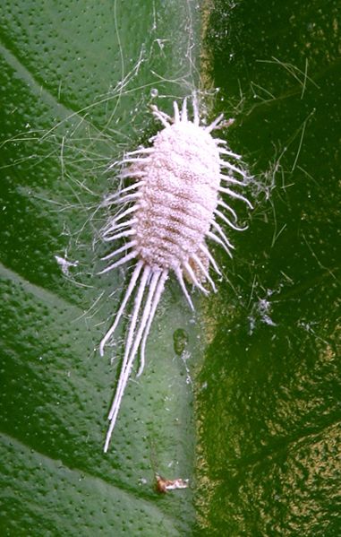 File:Mealybug PNr°0445.jpg