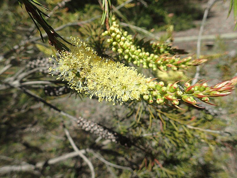 File:Melaleuca sieberi flowers.jpg