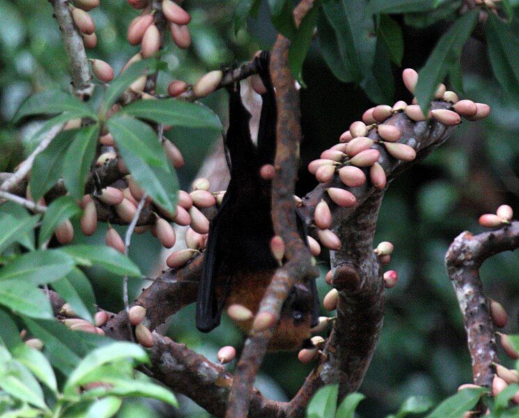 File:MoluccanFlyingFox.jpg