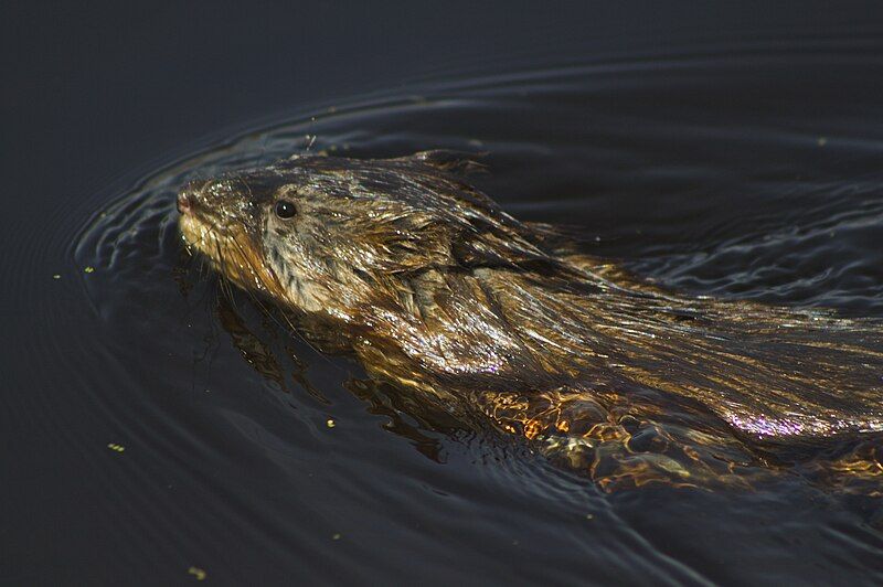 File:Muskrat 1.jpg