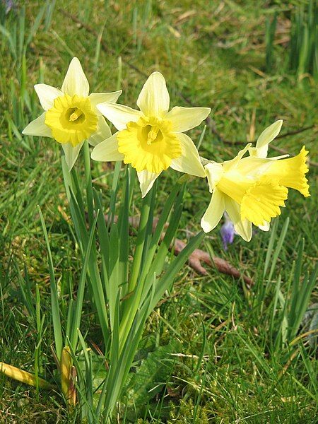 File:Narcissus pseudonarcissus002.jpg