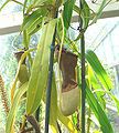 Nepenthes burkei