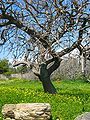 Olive tree near Karystos, Greece