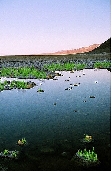 File:Ordovician Land Scene.jpg