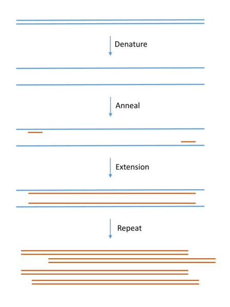 File:PCR simple.png