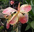 Canna (Crozy Group) 'Percy Lancaster', Sydney Percy-Lancaster