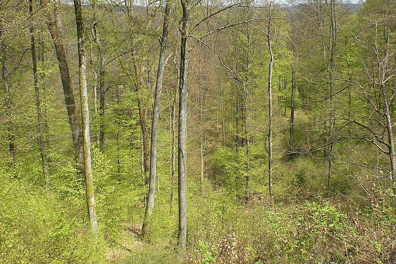 File:PfälzerwaldFrankenweide.JPG