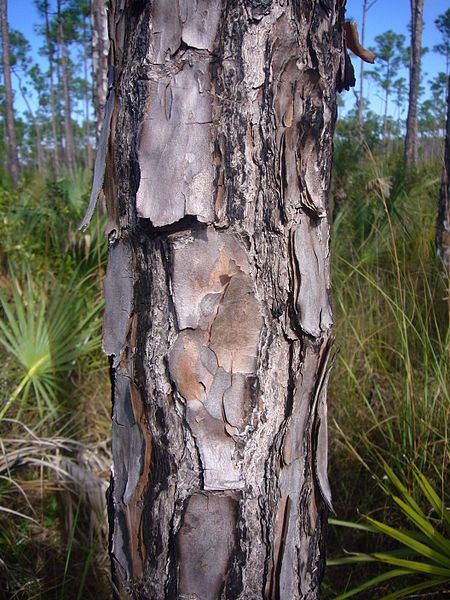 File:Pinus elliottii bark.JPG