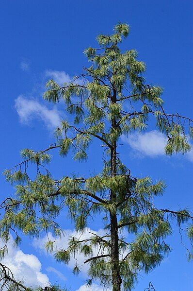 File:Pinus luzmariae-1.jpg