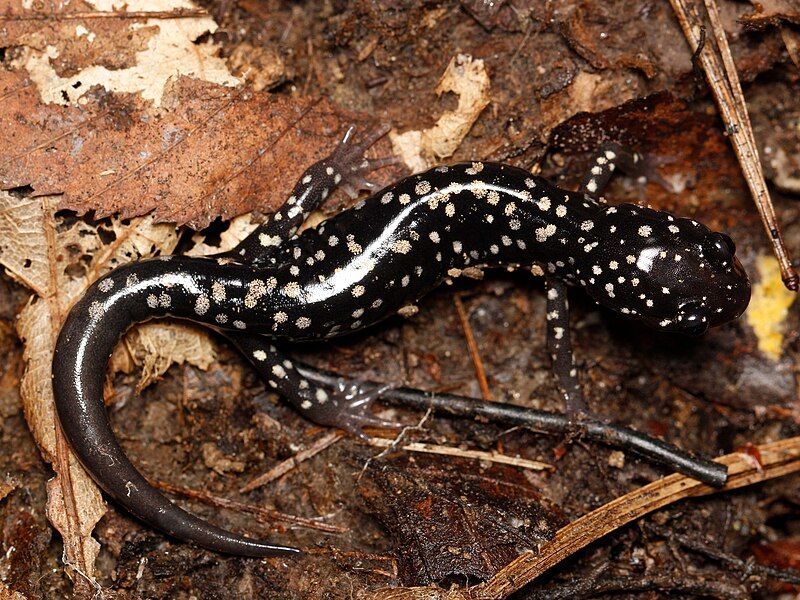 File:Plethodon glutinosus 313024087.jpg