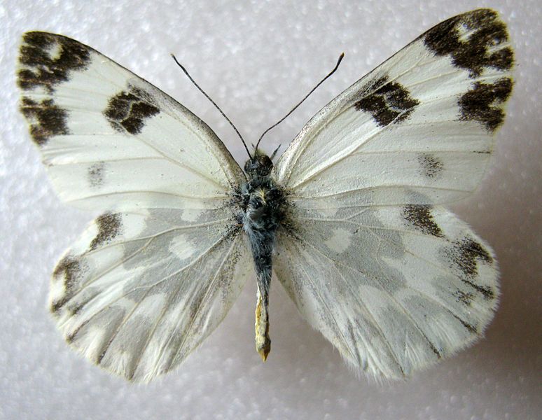 File:Pontia edusa male.JPG