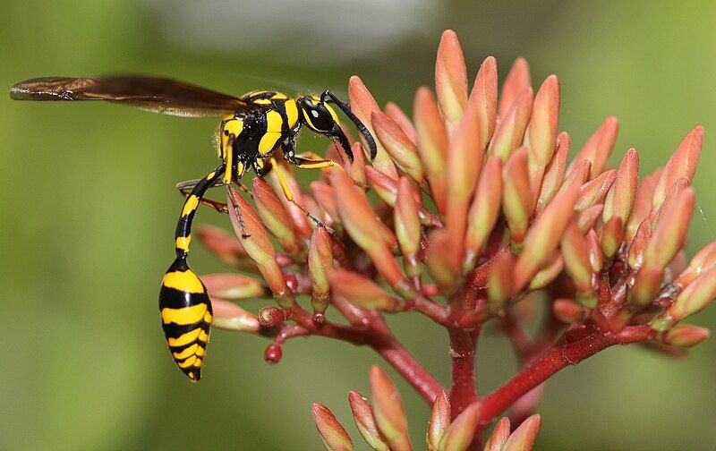 File:Potterwasp.JPG