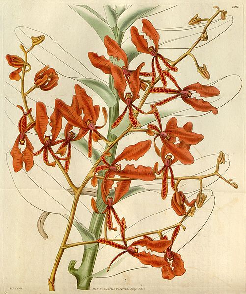 File:Renanthera coccinea (1830).jpg