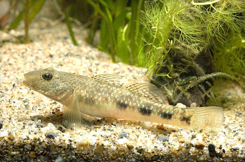 File:Rhinogobius giurinus(Hamamatsu,Shizuoka,Japan).jpg