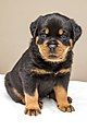 Rottweiler Puppy