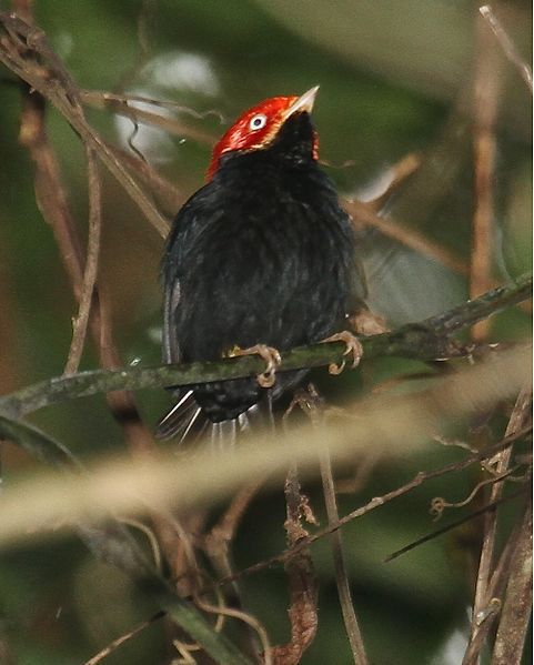 File:Round-tailedManakin.jpg