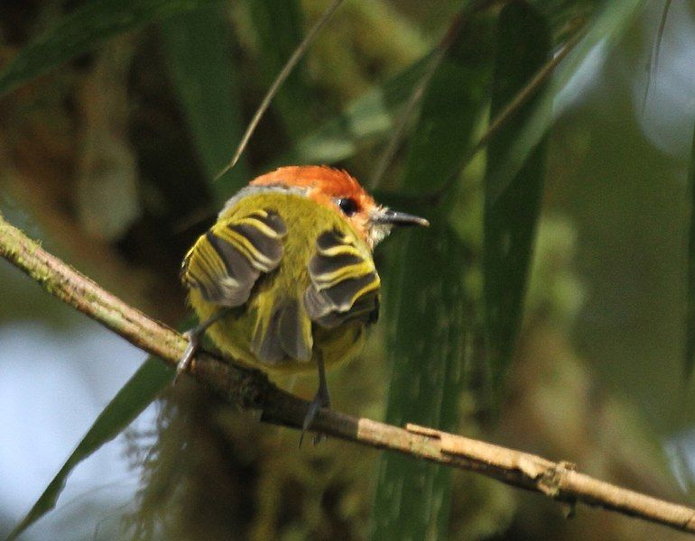 File:Rufous-crowned Tody-Flycatcher.jpg