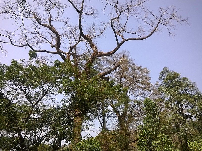 File:Sabarimala.jpg