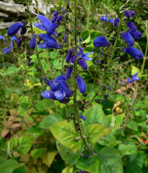 File:Salvia cacaliaefolia 1.jpg