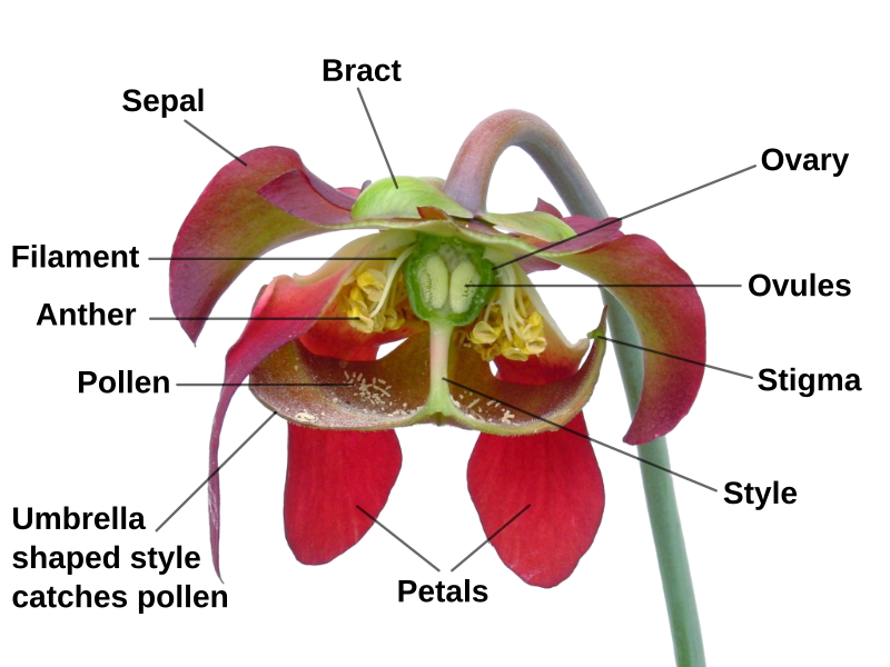 File:Sarracenia flower notitles.svg