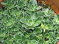 Saxifraga cotyledon rosettes