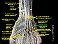 Flexor digiti minimi brevis muscle