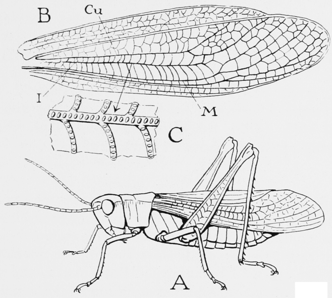 File:Snodgrass Mecostethus gracilis.png